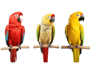 Set of parrot isolated on transparent background, transparency image, removed background