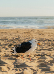 seagull on the beach