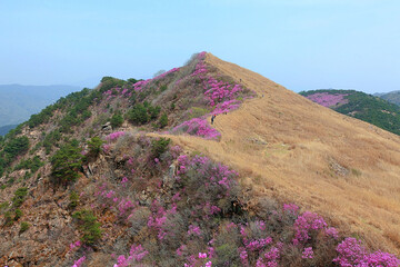 분홍빛 진달래꽃이 핀 산의 봄 풍경