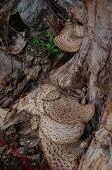 A Garden Snake coiled up on a rock beside a stump with some dryad's saddle (Pheasant back) mushroom growing on it