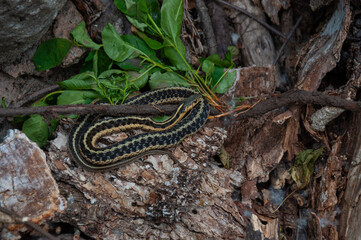 A Garden Snake coiled up on a rock during summer