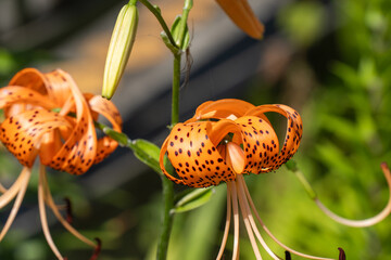大きな花を咲かせる夏のオニユリ