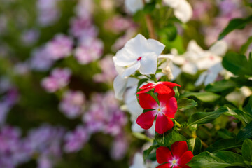 紅白で咲く、夏のニチニチソウ