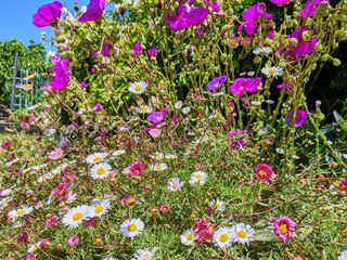 Fototapeta premium Bright Geraniums and Daisies in Sunlit Community Garden