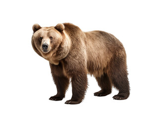 Bear isolated on transparent background, transparency image, removed background