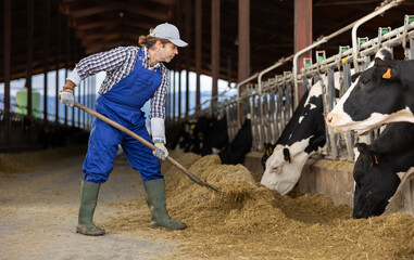 Farmer man feeds cows in cowshed at dairy cow farm