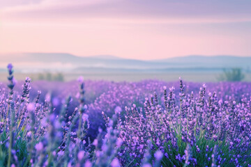 Fototapeta premium Beautiful lavender field at sunset with majestic mountains in the background, creating a tranquil and picturesque landscape