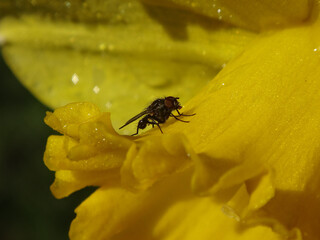 Small, male root-maggot fly (Anthomyiidae sp.) resting on a bright yellow daffodil flower