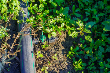 green hose is laying on the ground next to some plants
