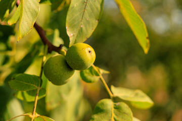 Walnuts on a tree. Background with selective focus and copy space