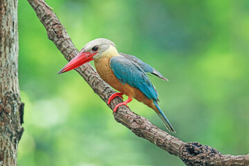 The Stork-billed Kingfisher on a branch in nature
