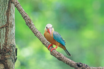 The Stork-billed Kingfisher on a branch in nature