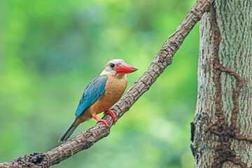 The Stork-billed Kingfisher on a branch in nature