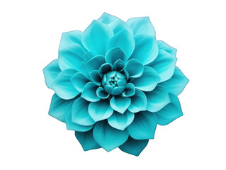 light blue flower isolated on transparent background, transparency image, removed background