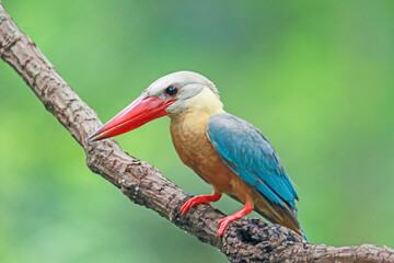 The Stork-billed Kingfisher on a branch in nature