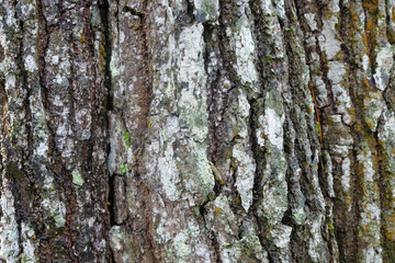 Abstract cross-section of pine bark