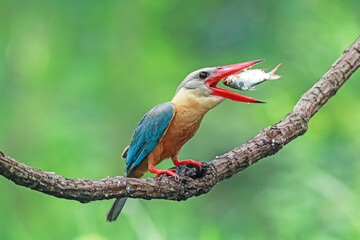 The Stork-billed Kingfisher on a branch in nature