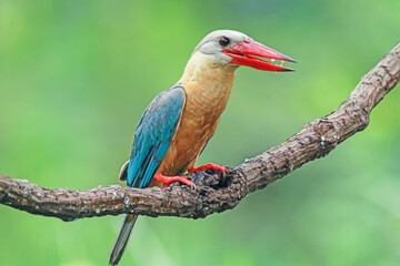 The Stork-billed Kingfisher on a branch in nature