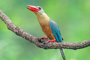 The Stork-billed Kingfisher on a branch in nature