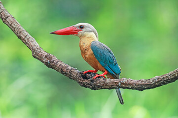 The Stork-billed Kingfisher on a branch in nature