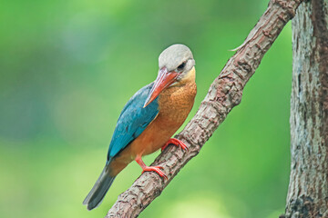 The Stork-billed Kingfisher on a branch in nature