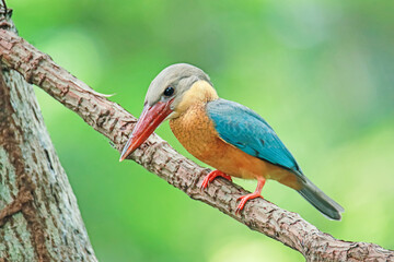 The Stork-billed Kingfisher on a branch in nature