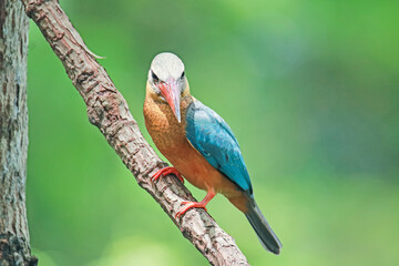 The Stork-billed Kingfisher on a branch in nature