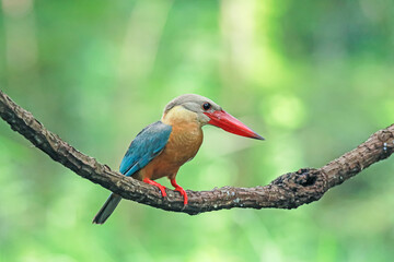 The Stork-billed Kingfisher on a branch in nature