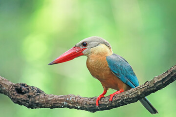 The Stork-billed Kingfisher on a branch in nature