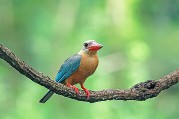 The Stork-billed Kingfisher on a branch in nature