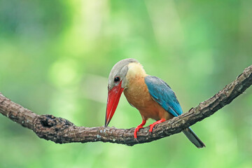 The Stork-billed Kingfisher on a branch in nature