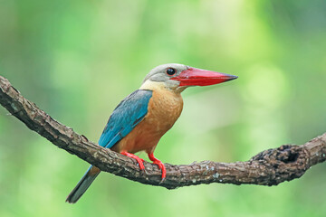 The Stork-billed Kingfisher on a branch in nature