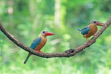 The Stork-billed Kingfisher on a branch in nature