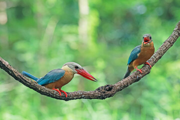 The Stork-billed Kingfisher on a branch in nature