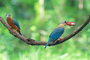 The Stork-billed Kingfisher on a branch in nature