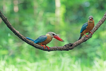 The Stork-billed Kingfisher on a branch in nature