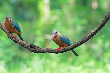 The Stork-billed Kingfisher on a branch in nature