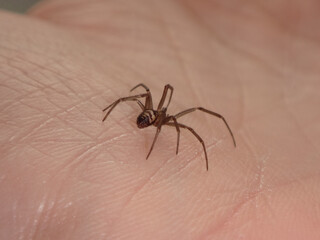Cupboard spider, also known as false black widow, (Steatoda grossa), young female walking on a human hand