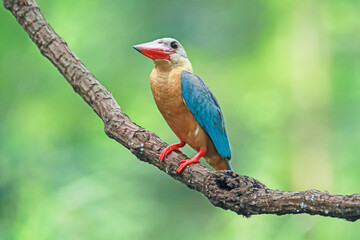 The Stork-billed Kingfisher on a branch in nature