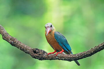 The Stork-billed Kingfisher on a branch in nature