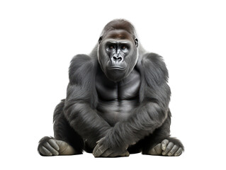Fototapeta na wymiar gorilla isolated on transparent background, transparency image, removed background