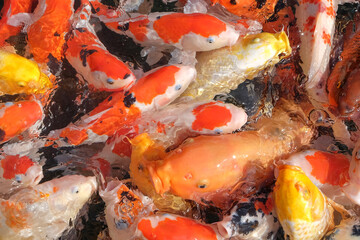 Obraz na płótnie Canvas Beautiful colorful koi fish in the pond