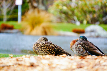 くちばしを羽にうずめて休むマガモ