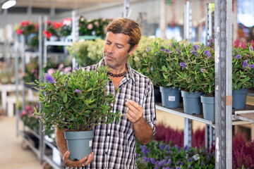 Naklejka na ściany i meble Adult man choosing campanula addenda in pot at plant store