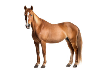 horse isolated on transparent background, transparency image, removed background