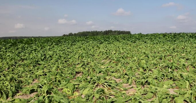 a field with withered beets during heat and drought, a field where the beet crop dries up from the heat and lack of rains in summer