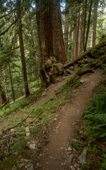 Looking Down over Steep Trail Winding Down toward the Hoh River
