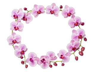 orchid round blank circle isolated on transparent background, transparency image, removed background