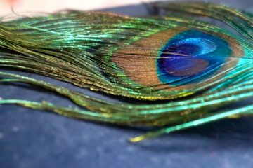 Beautiful Colorful Peacock Feather Closeup