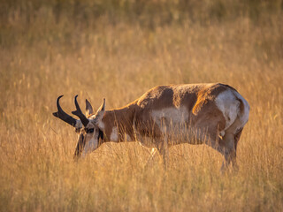 pronghorn buck in the prairie